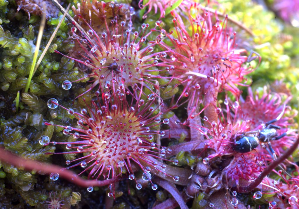 Drosera rotundifolia