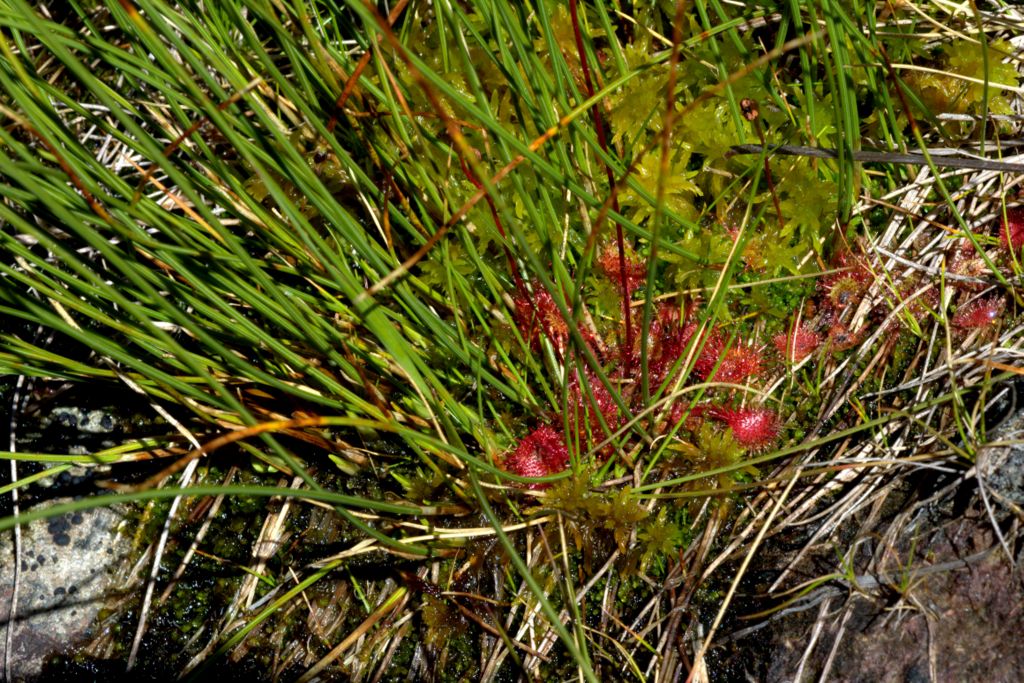 Drosera rotundifolia