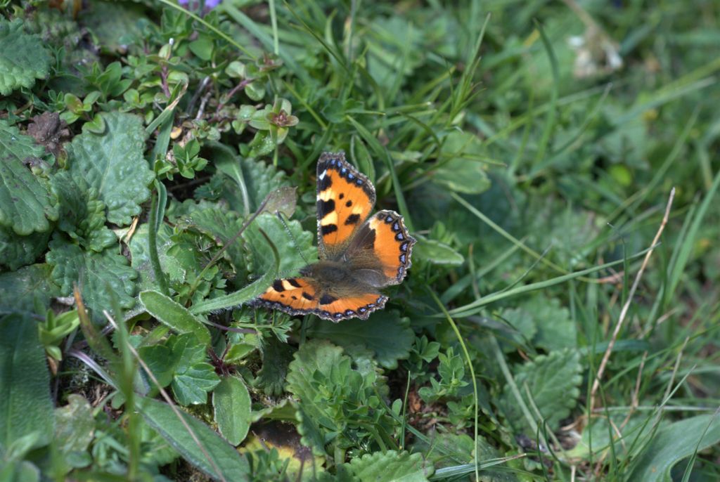 Aglais urticae?