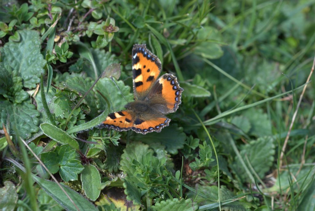 Aglais urticae?