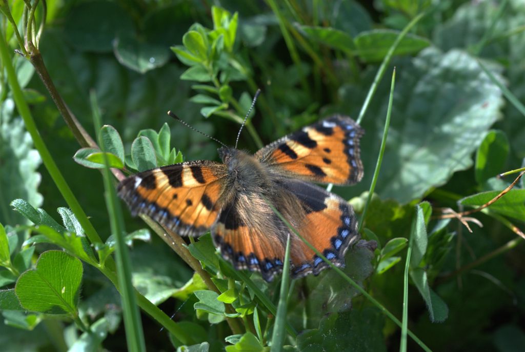 Aglais urticae?