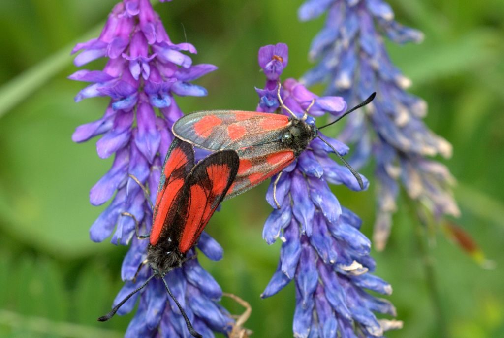 Zygaena2