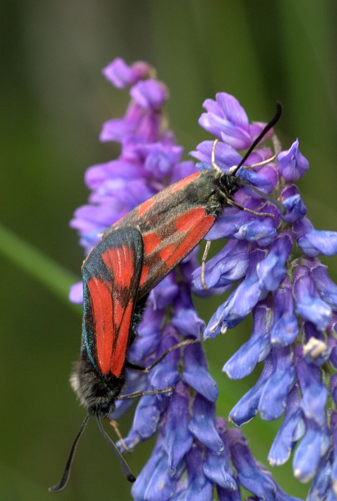 Zygaena2