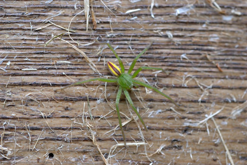 maschio di Micrommata virescens - Lardaro (TN)