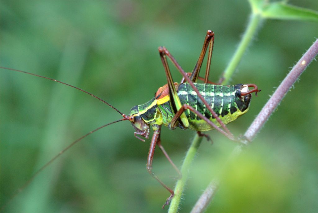 maschio di Barbitistes constrictus