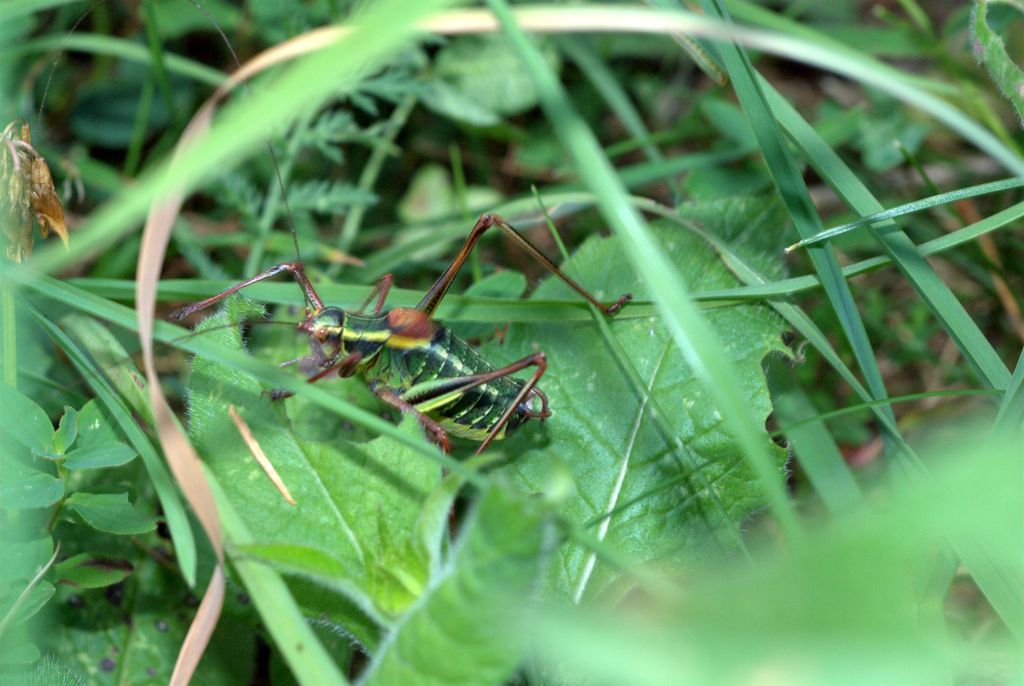 maschio di Barbitistes constrictus