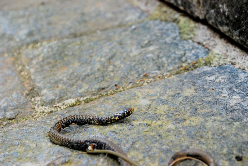 giovane Biacco (Hierophis viridiflavus)