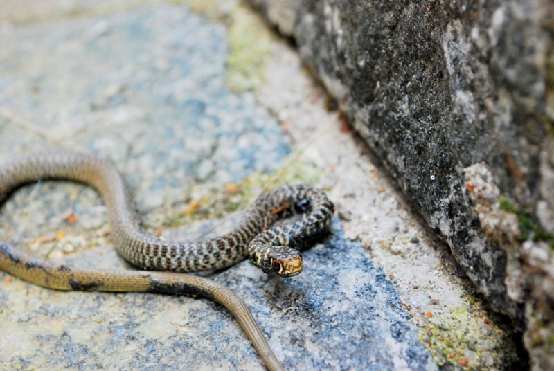 giovane Biacco (Hierophis viridiflavus)