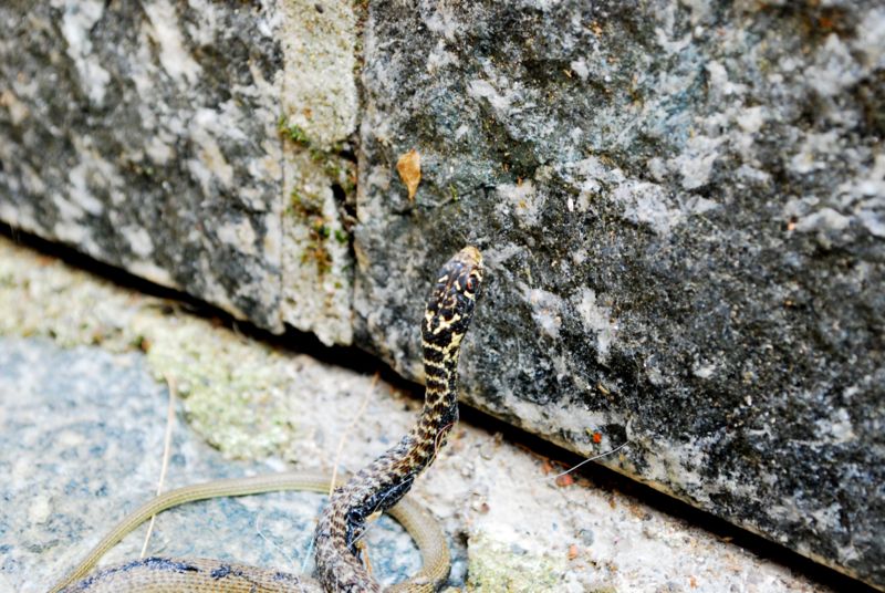 giovane Biacco (Hierophis viridiflavus)