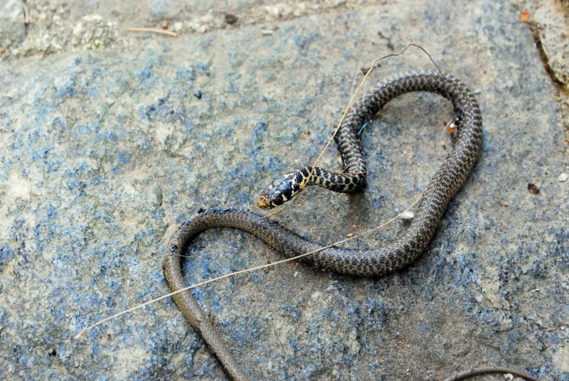 giovane Biacco (Hierophis viridiflavus)