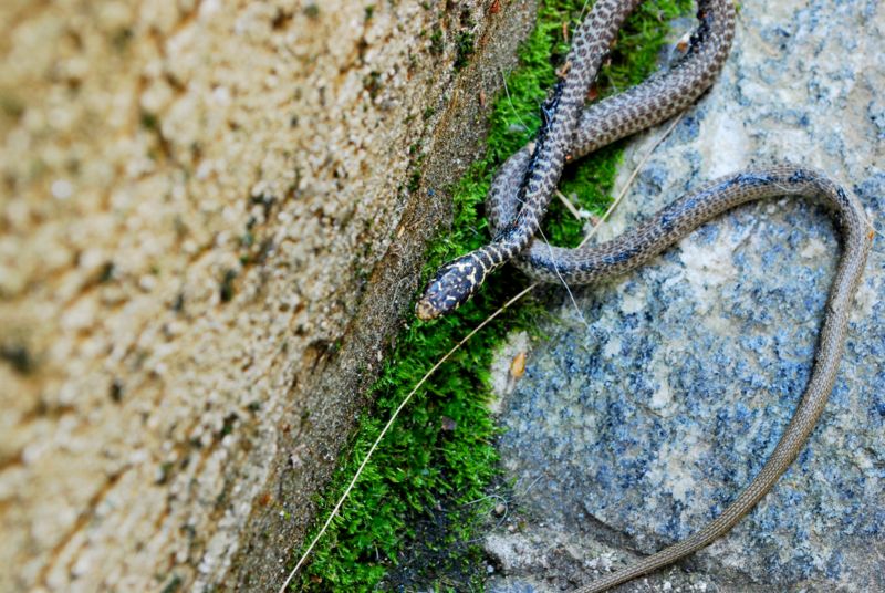 giovane Biacco (Hierophis viridiflavus)