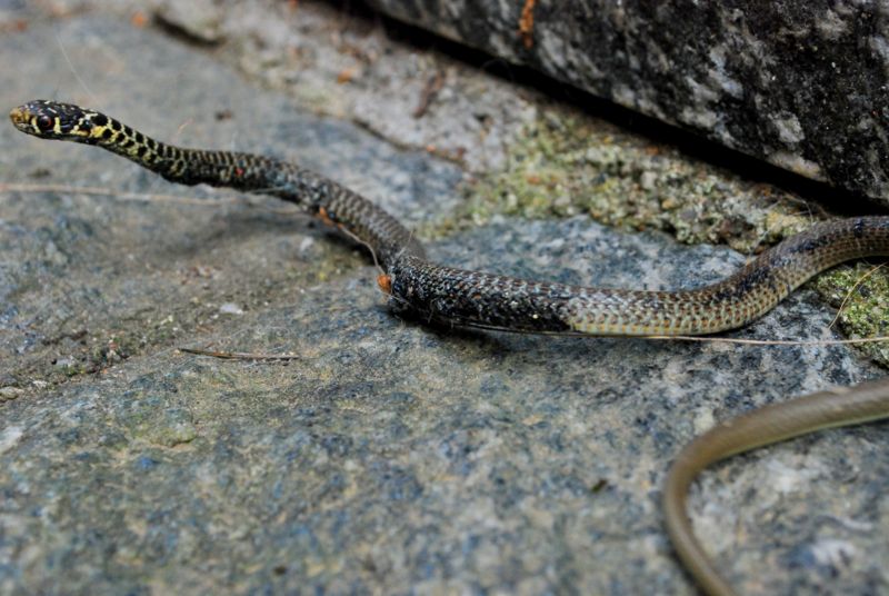 giovane Biacco (Hierophis viridiflavus)