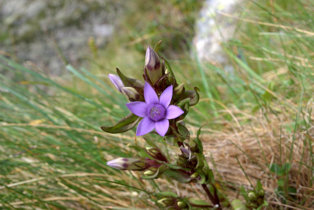 Gentiana? - Gentianella sp.