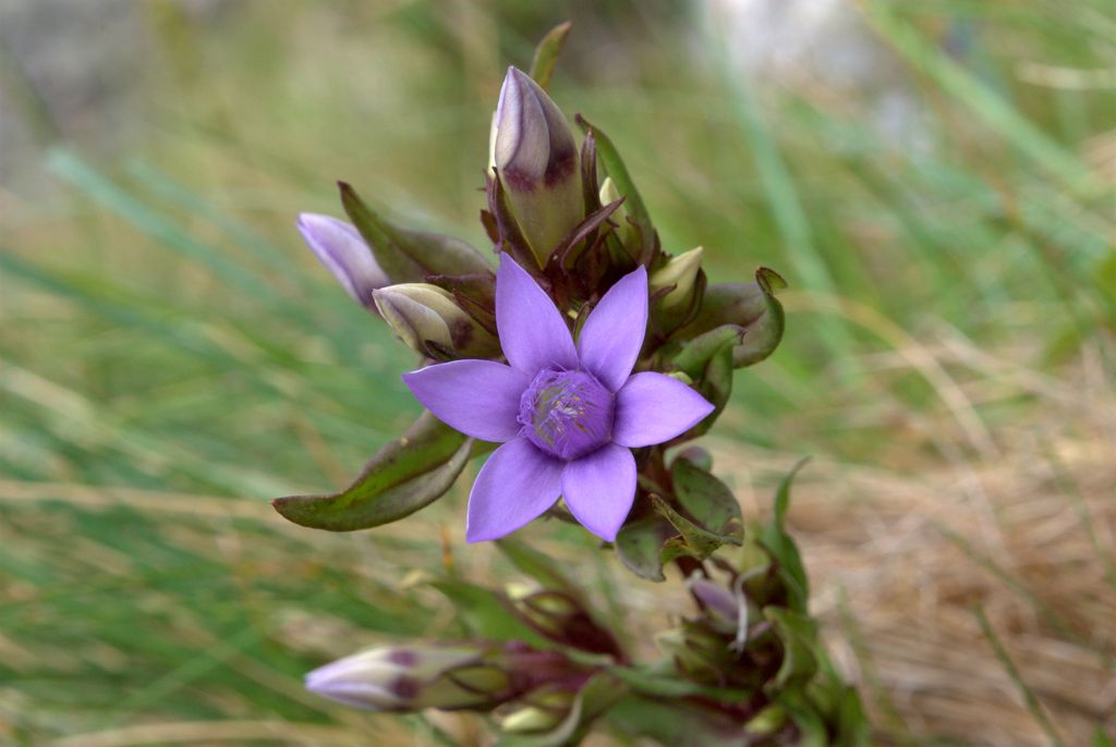 Gentiana? - Gentianella sp.