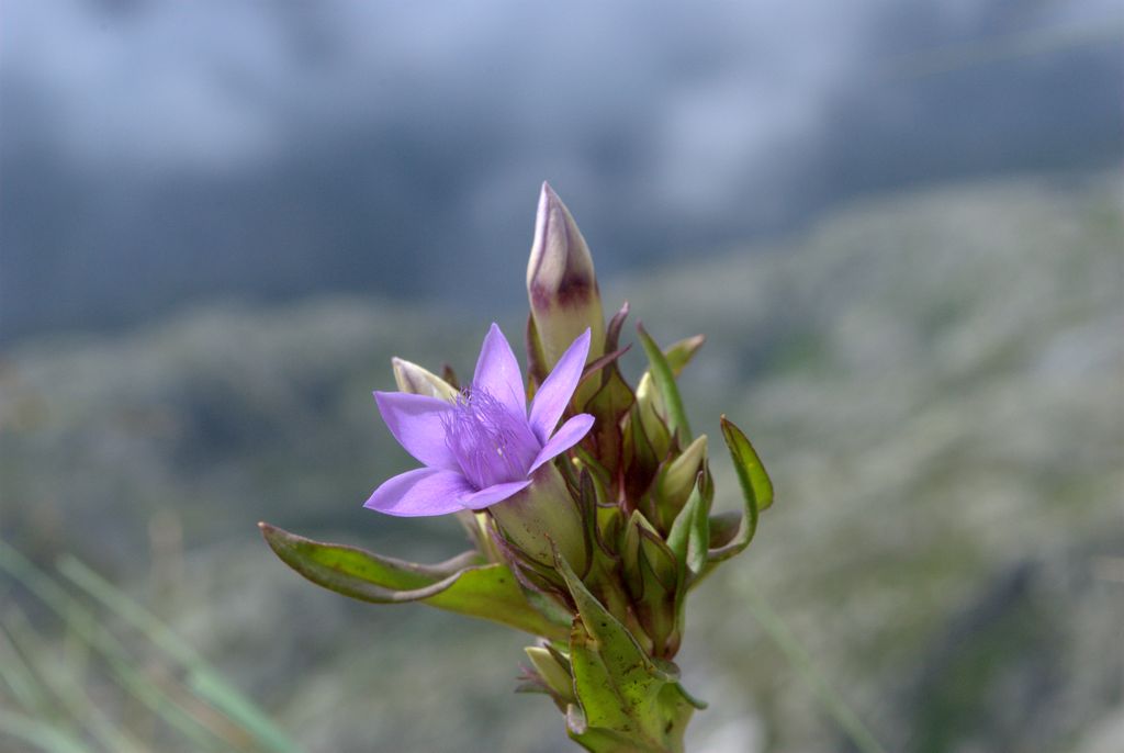 Gentiana? - Gentianella sp.