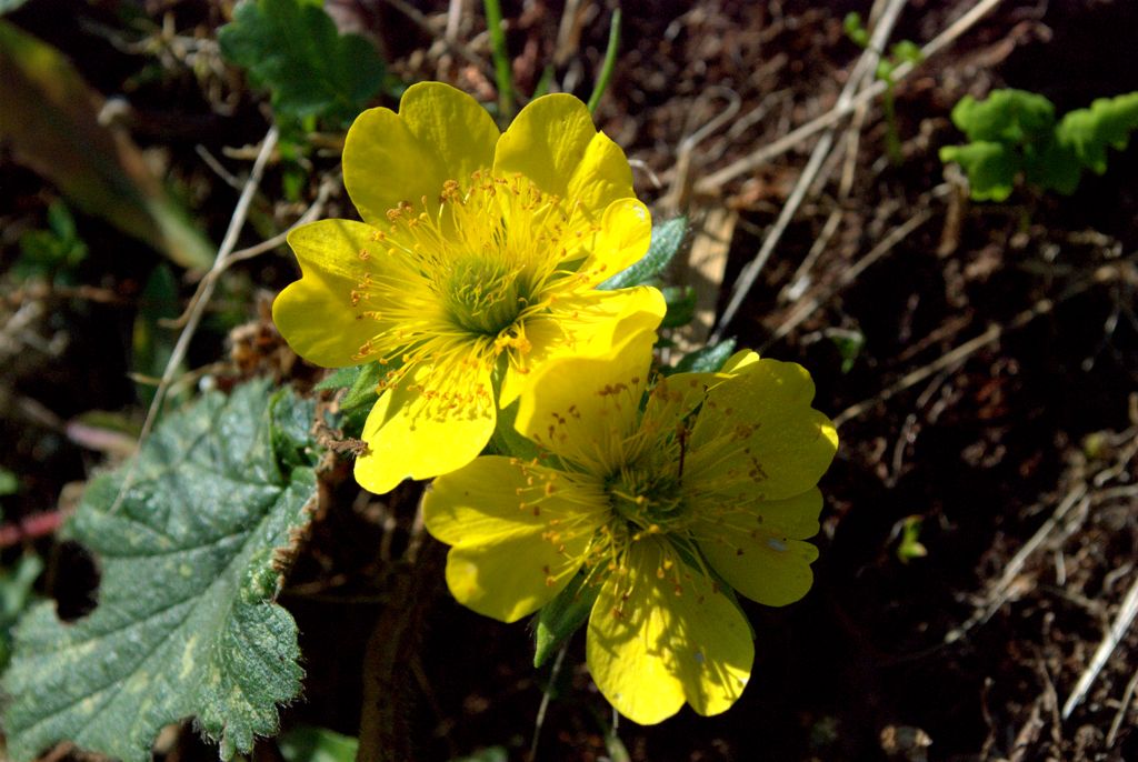 Geum montanum