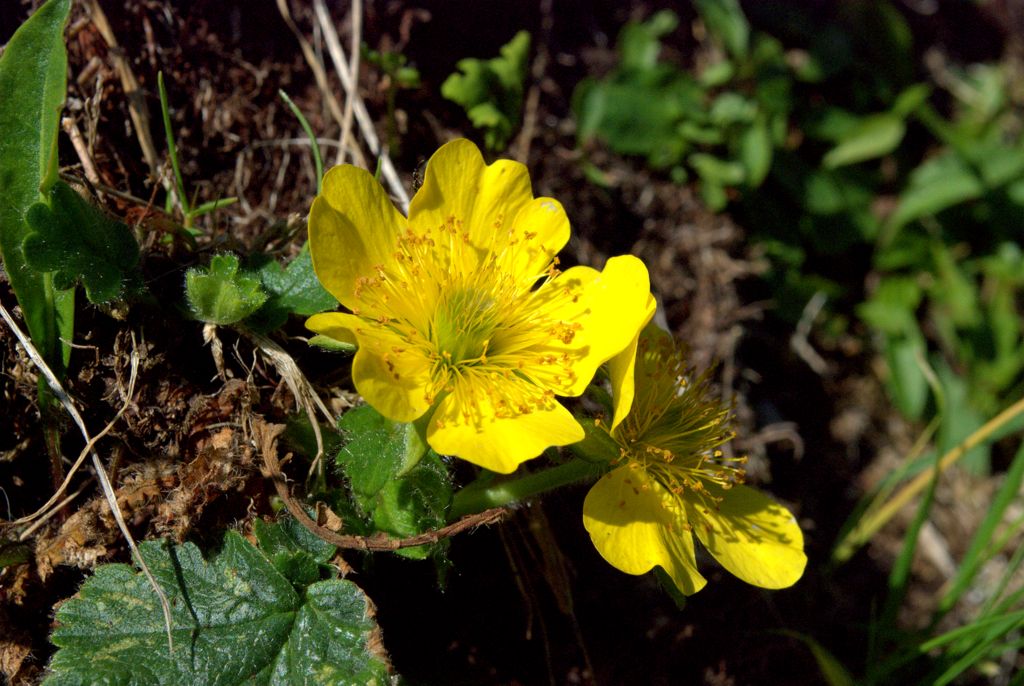 Geum montanum