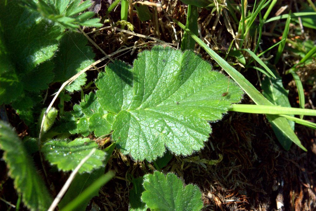 Geum montanum