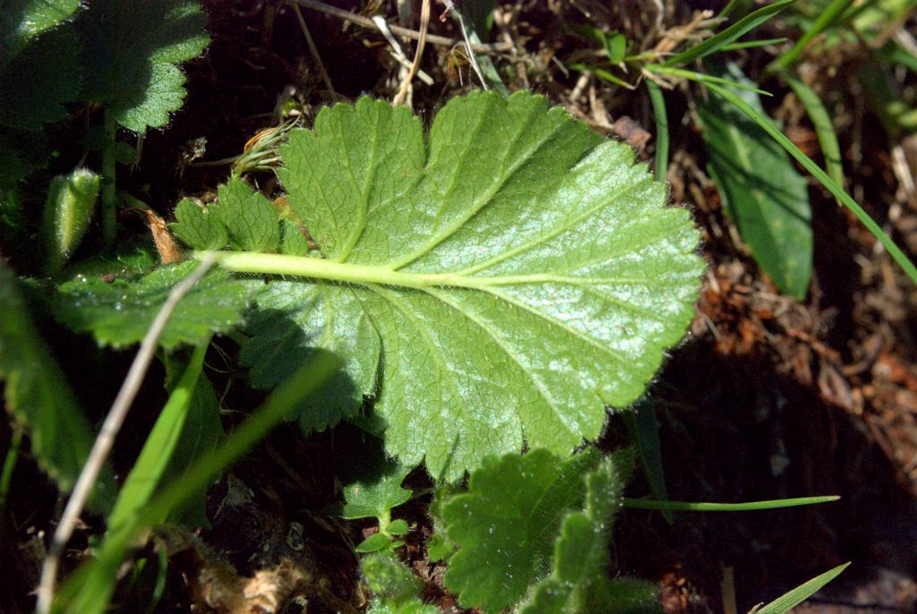 Geum montanum