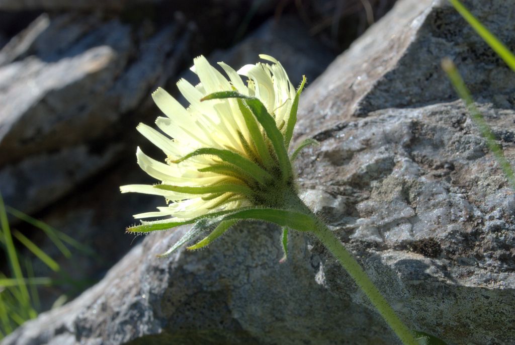 Schlagintweitia intybacea (=Hieracium intybaceum) / Sparviere vischioso