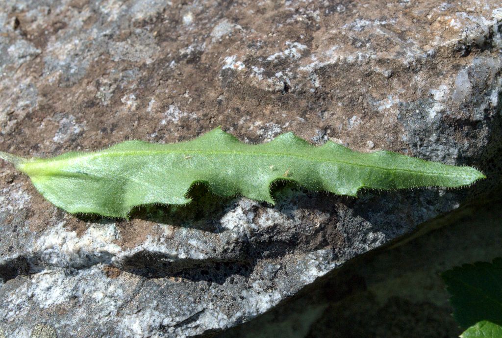 Schlagintweitia intybacea (=Hieracium intybaceum) / Sparviere vischioso