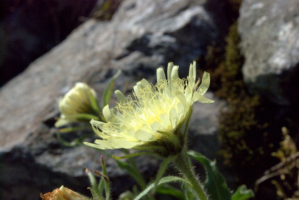 Schlagintweitia intybacea (=Hieracium intybaceum) / Sparviere vischioso