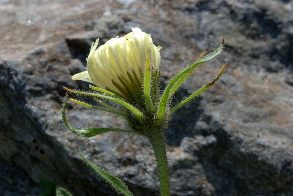 Schlagintweitia intybacea (=Hieracium intybaceum) / Sparviere vischioso