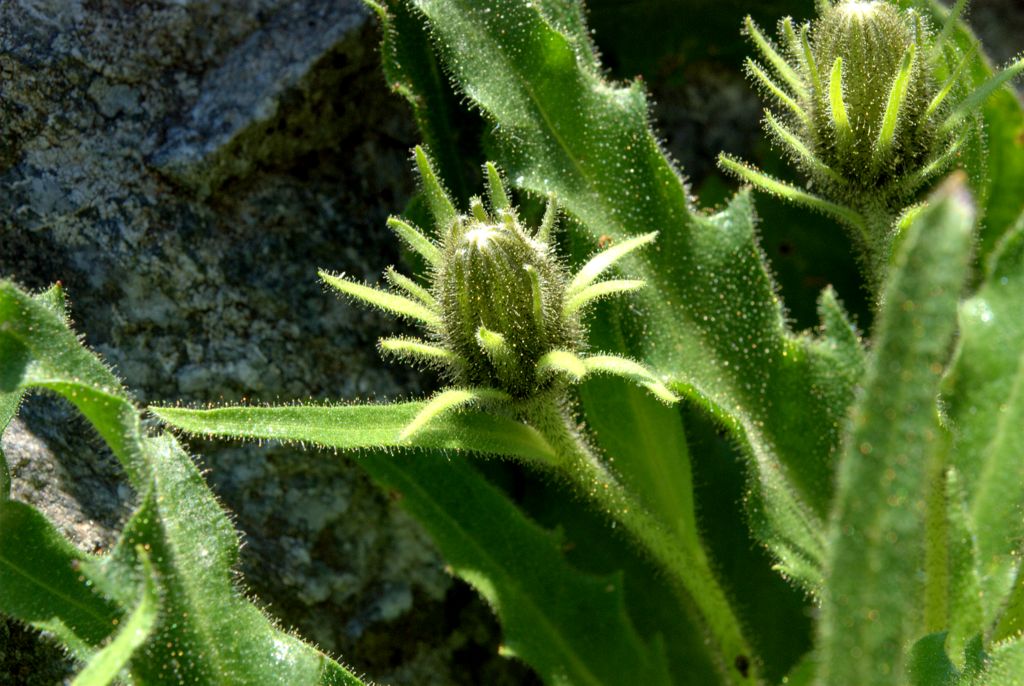 Schlagintweitia intybacea (=Hieracium intybaceum) / Sparviere vischioso