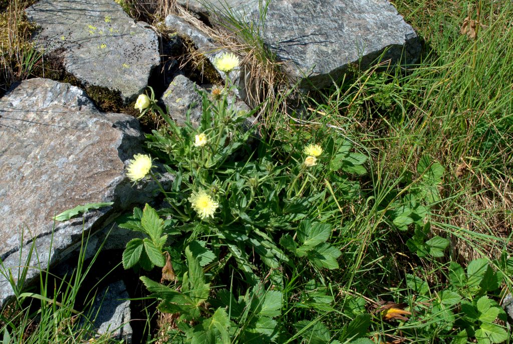 Schlagintweitia intybacea (=Hieracium intybaceum) / Sparviere vischioso