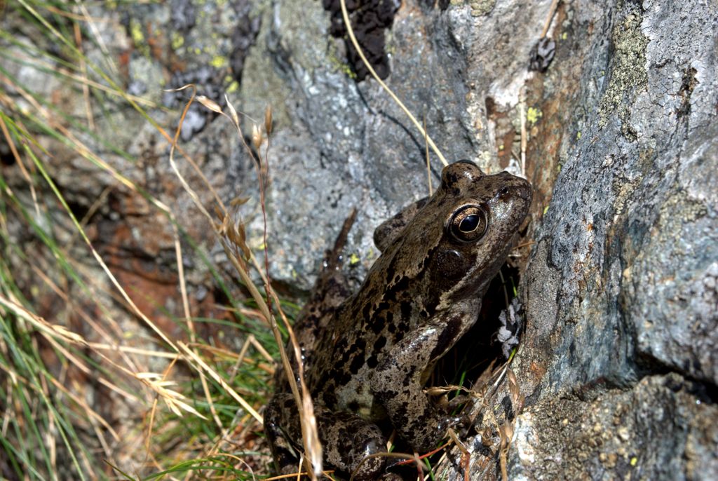 Rana da determinare - Rana temporaria