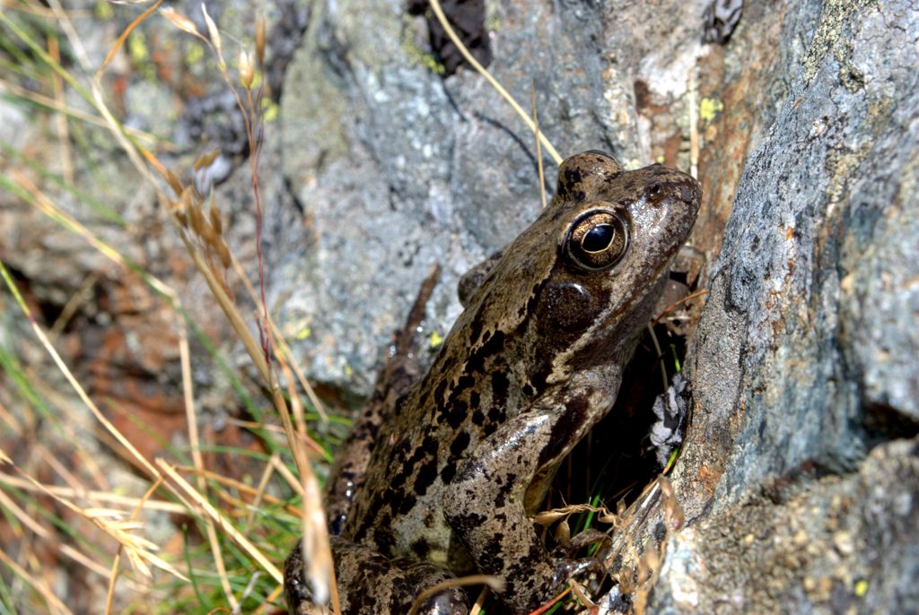 Rana da determinare - Rana temporaria