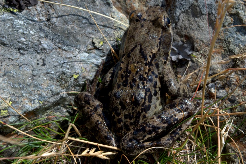 Rana da determinare - Rana temporaria