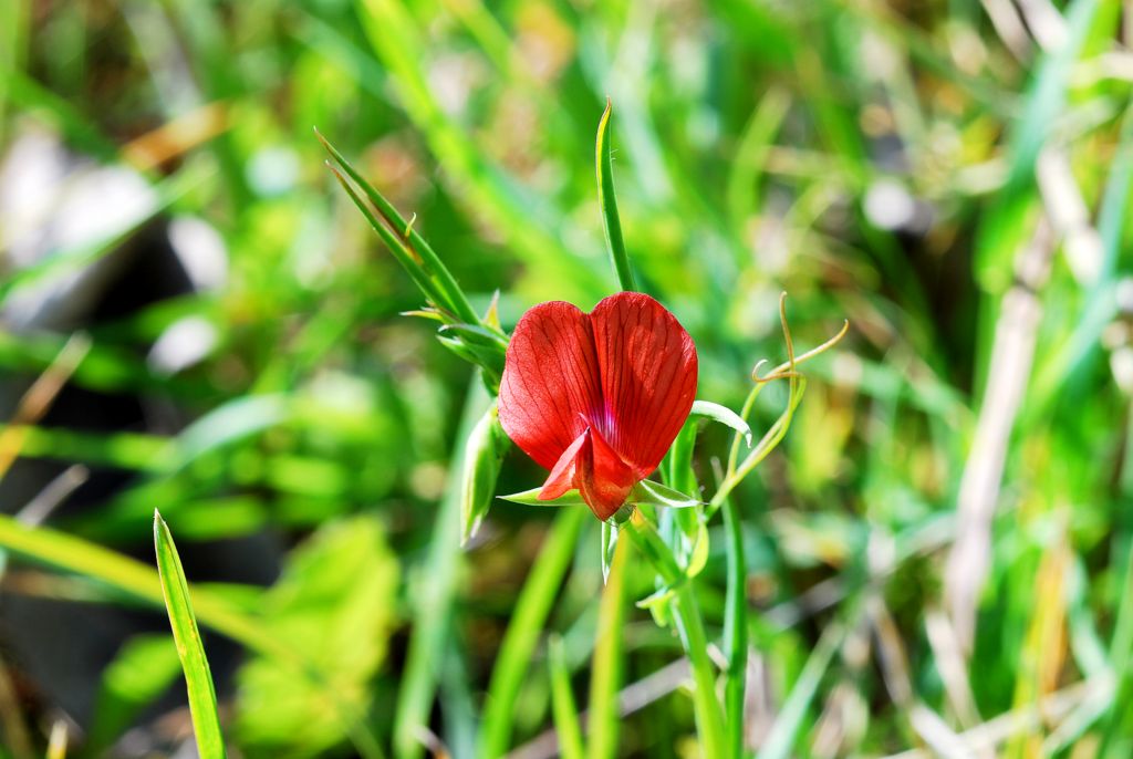 Lathyrus sphaericus