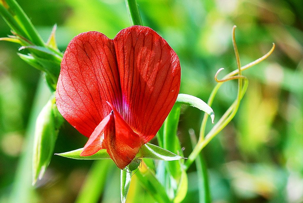 Lathyrus sphaericus