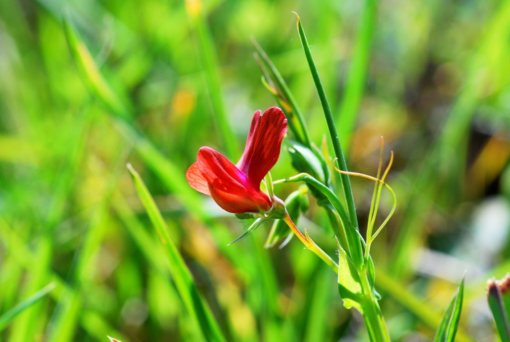 Lathyrus sphaericus