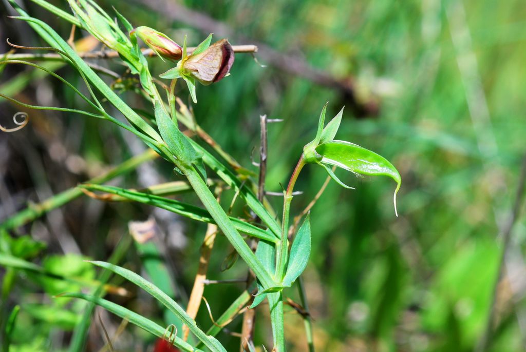 Lathyrus sphaericus