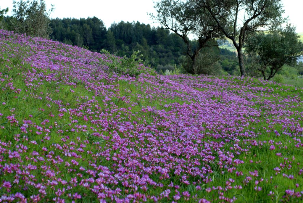 Sulla capitata (=Hedysarum glomeratum) / Sulla annuale