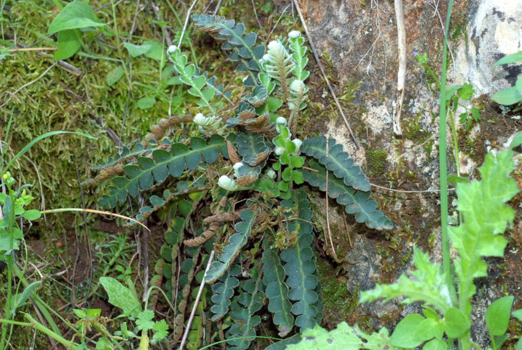 Asplenium ceterach