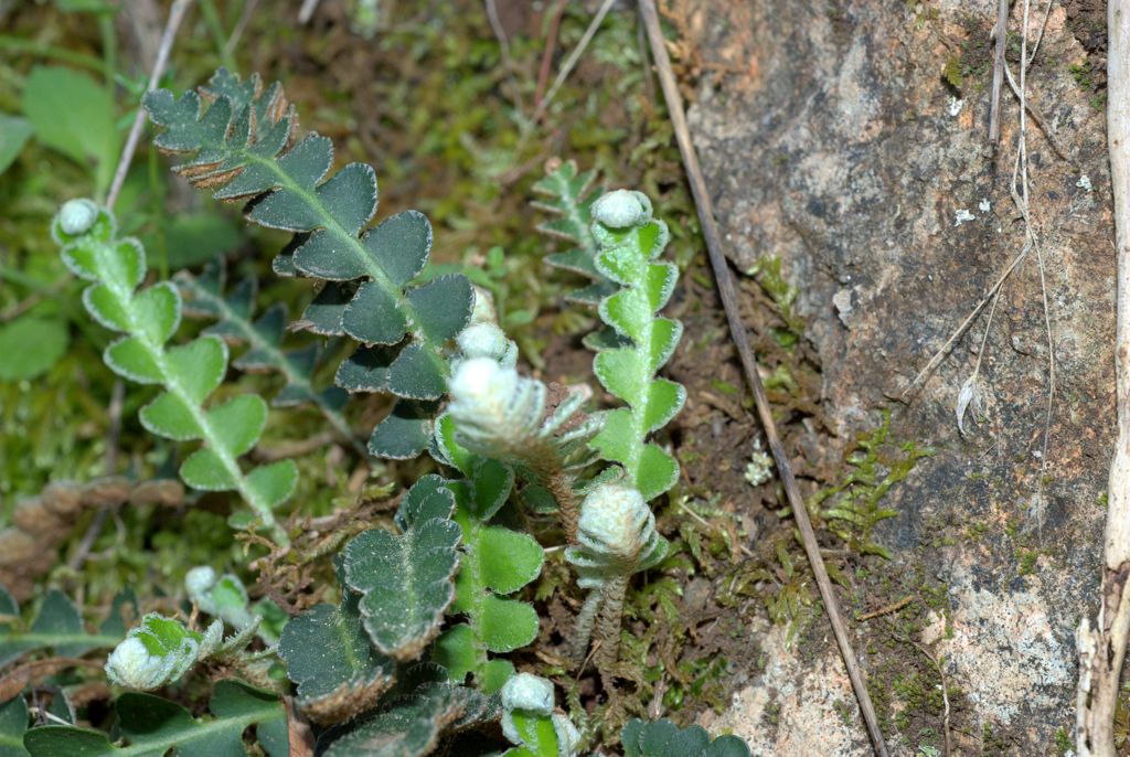 Asplenium ceterach