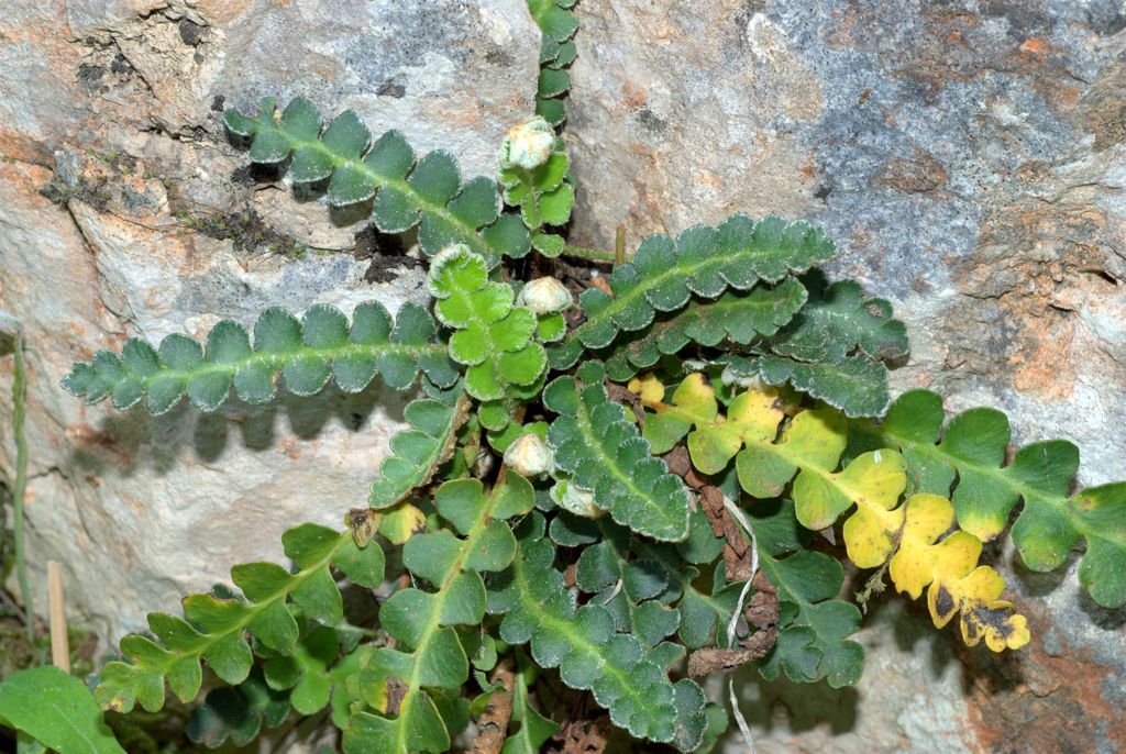 Asplenium ceterach