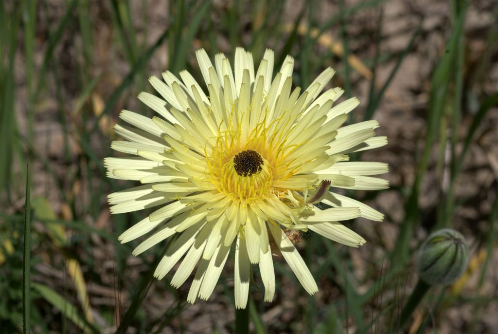 Urospermum dalechampii