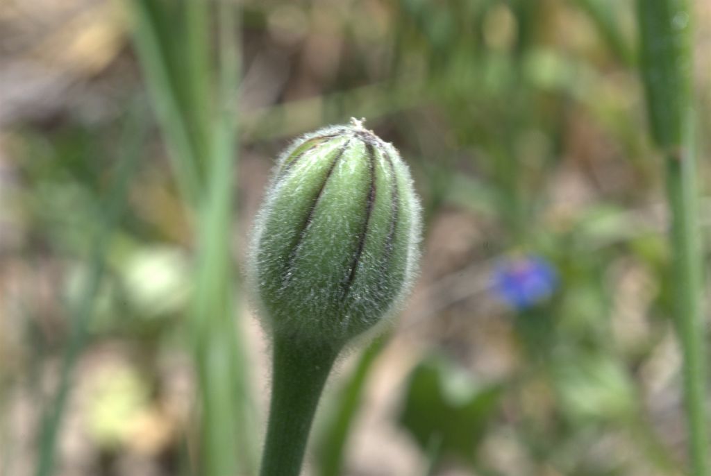 Urospermum dalechampii