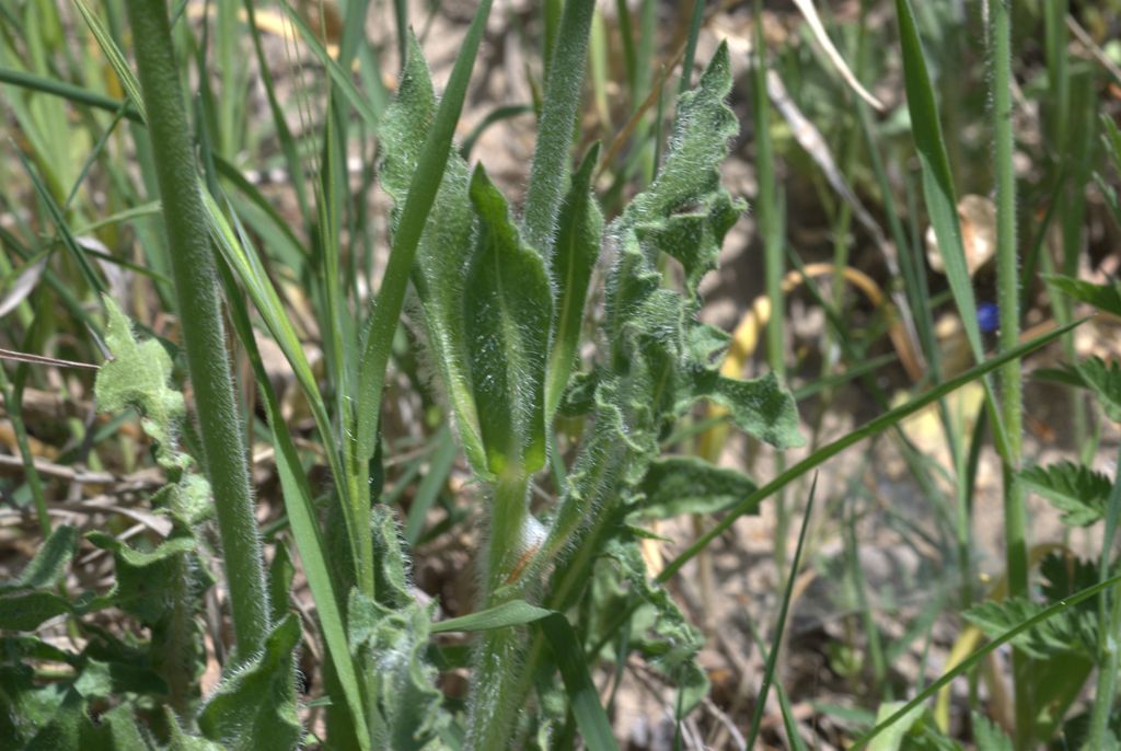 Urospermum dalechampii