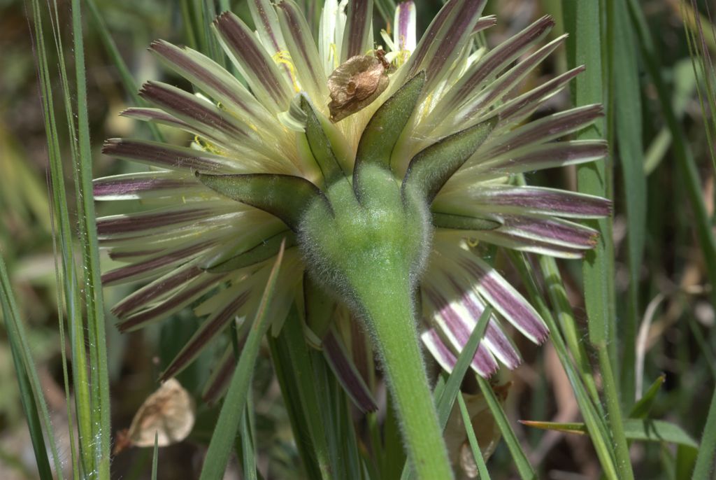 Urospermum dalechampii