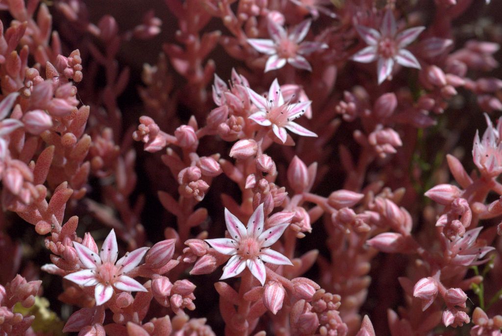 Sedum hispanicum / Borracina glauca