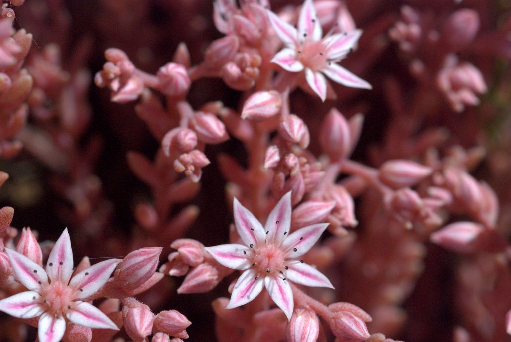 Sedum hispanicum / Borracina glauca