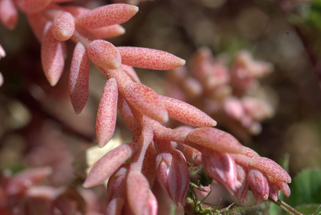 Sedum hispanicum / Borracina glauca