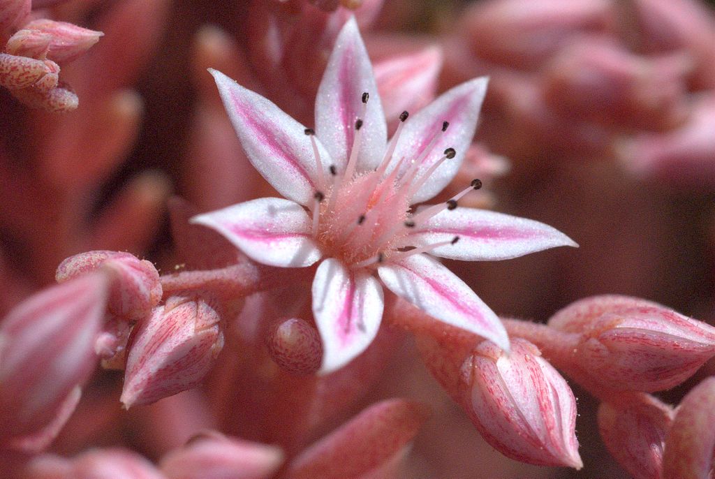 Sedum hispanicum / Borracina glauca