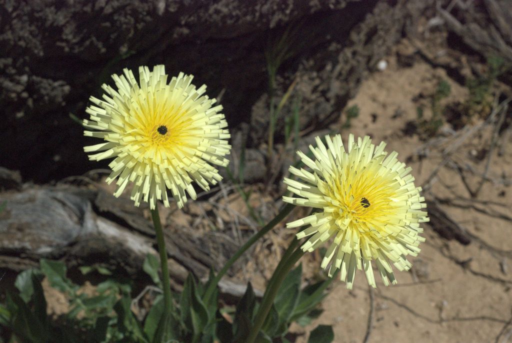 Urospermum dalechampii