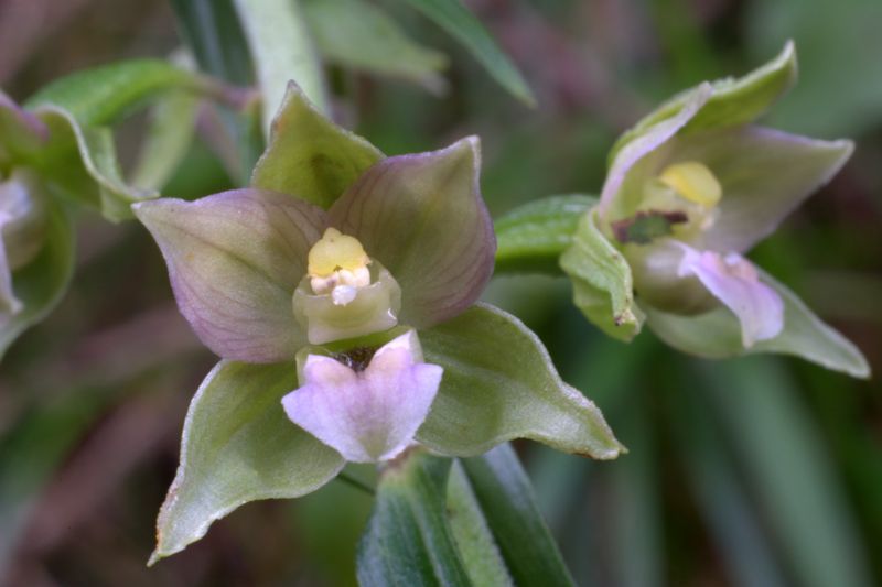 Epipactis helleborine / Elleborine comune